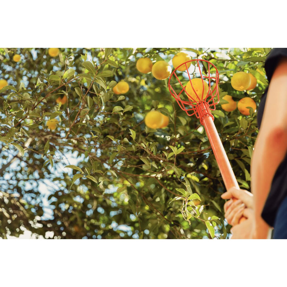 COLHEDOR DE FRUTAS MÉDIO SEM CABO 77819151 TRAMONTINA